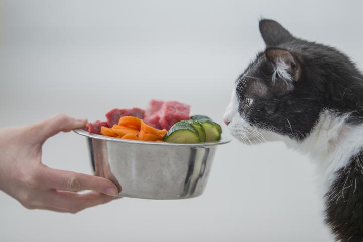 cat next to a bowl of raw food