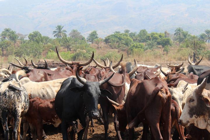 Cattle in field in Cameroon