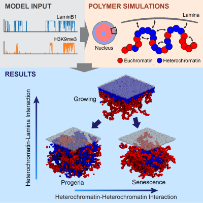 polymer_model_graphical_abstract
