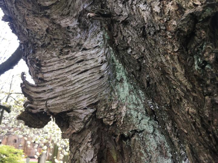 An upclose photograph of a cherry tree's bark showing the texture of the tree.