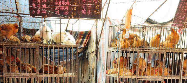 Live chicken market in Xining, China