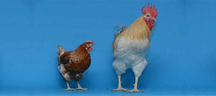 Two chickens on a blue background.