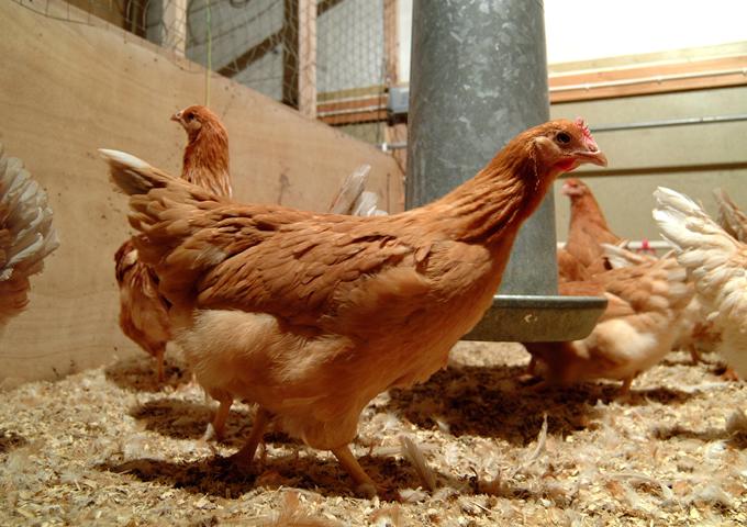 New funding to develop rapid responses to emerging poultry viruses