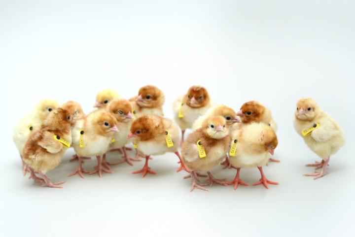 Chicks born from surrogate chickens that received formerly frozen reproductive cells extracted from embryos