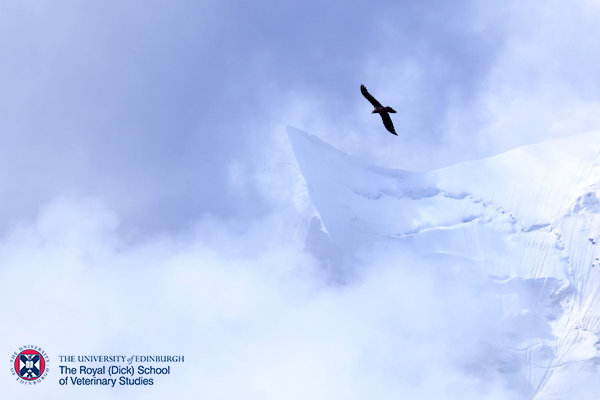 A bird of prey against a snowy mountain backdrop