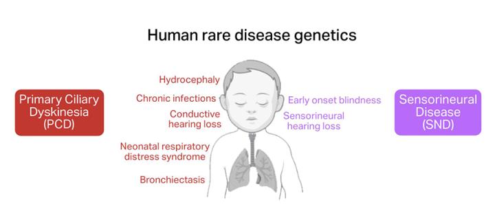 Human rare disease genetics