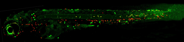 Image of a 4dpf zebrafish larva with green tumour cells and red neutrophils in the skin. 