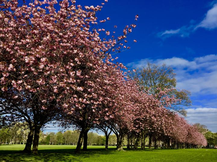 cherry blossom in the meadows