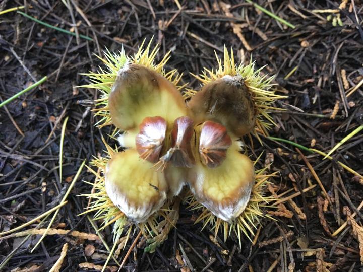 Photograph of Cobnuts plants, surrounded by soil. 