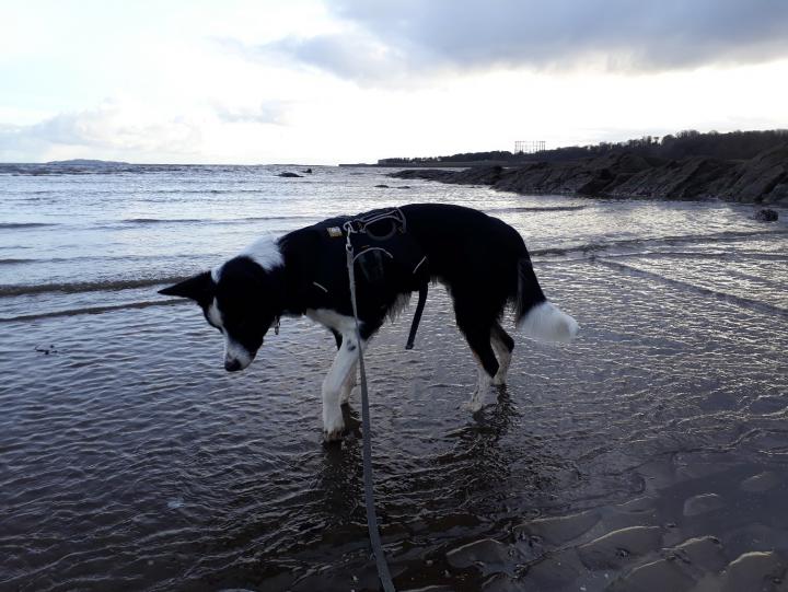 Photograph of Colin the Border Collie standing on the sand at a beach