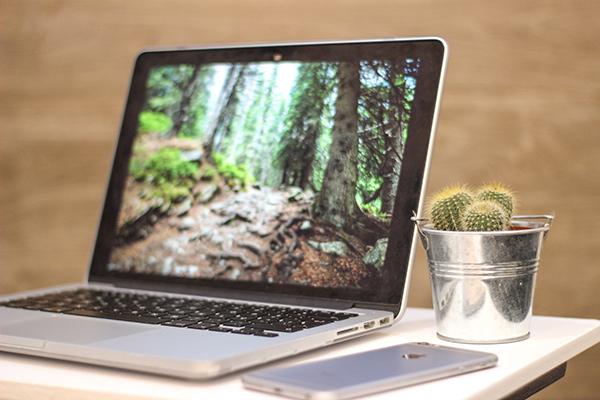 Laptop and cactus