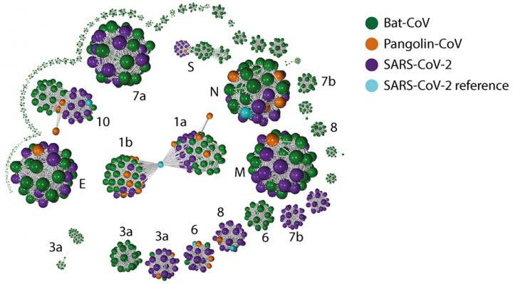 Gene–gene similarity network analysis between coronaviruses from different species.