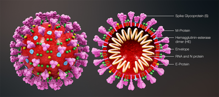 Structural view of a coronavirus.