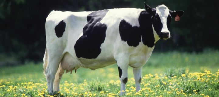 Fresian cow