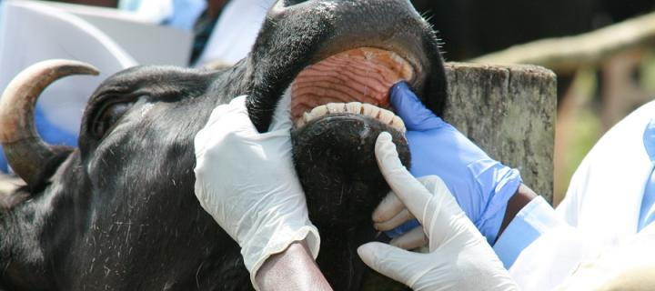 A cow has its mouth examined