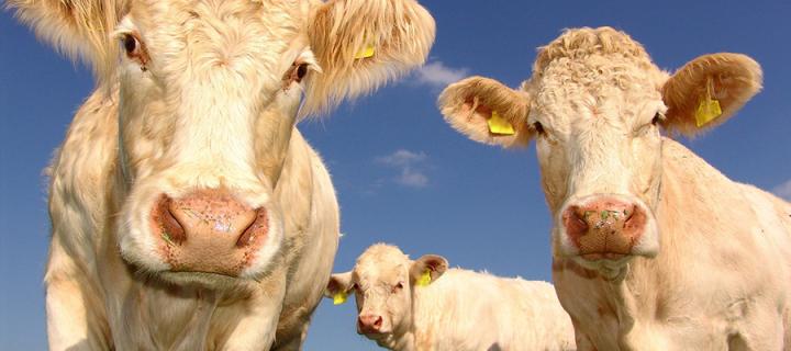 Three cows facing the camera.