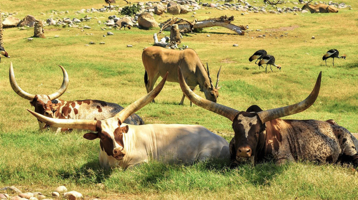 Cows in field in Africa