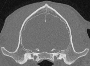 CT image dog Healthy skull