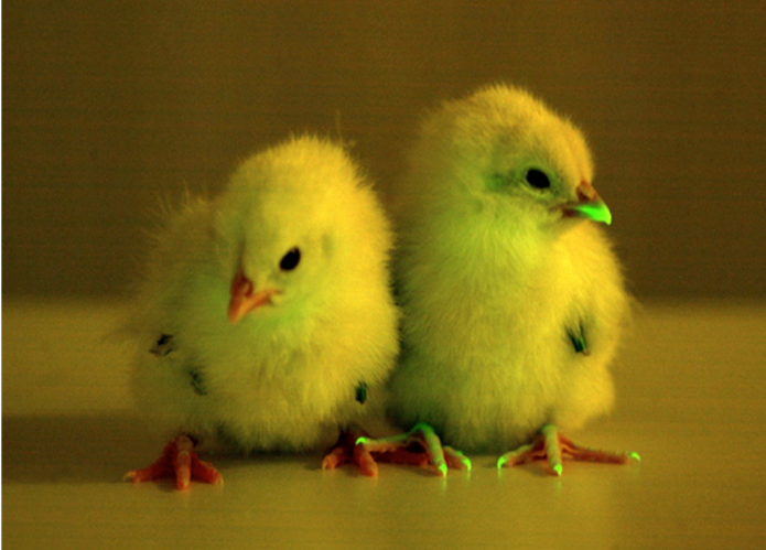 GFP chick and wild type chick