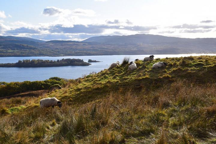 Sheep in field in Scotland with lake and hills behind.