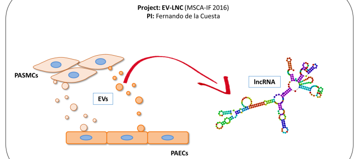 Diagram of PASMCs, EVs, PAECs, and IncRNA