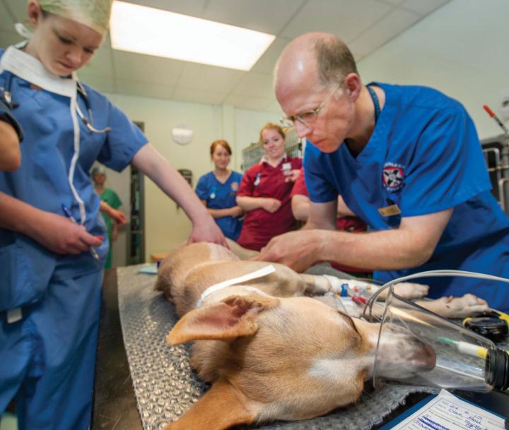 veterinary dermatologists treating a dog