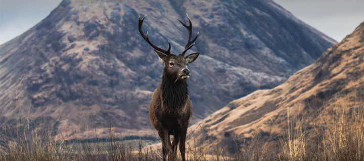 A stag stands against a dramatic mountain landscape