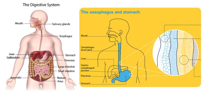 Schematic of the human digestive system