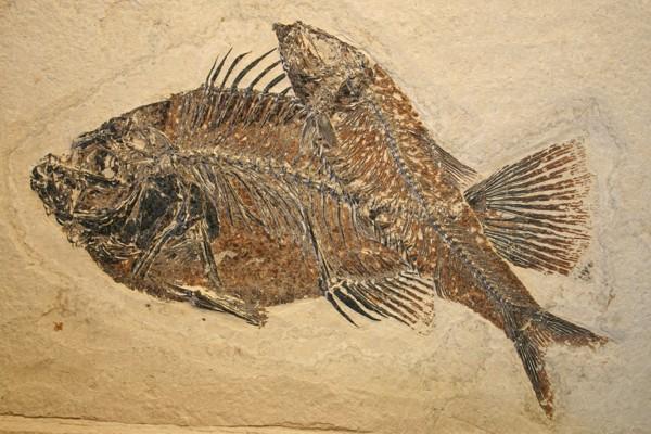 Two fish fossils overlapping each other and embedded in rock