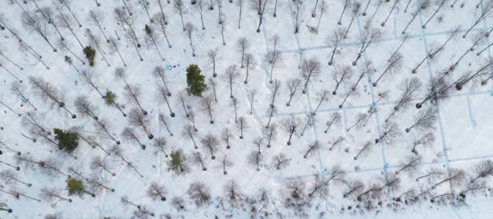 Forest in finland from above, with snow on the ground