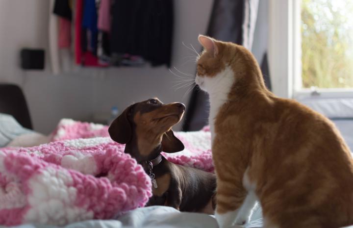 dachshund dog and a ginger cat