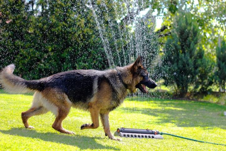 Dog running through garden water hose in summer
