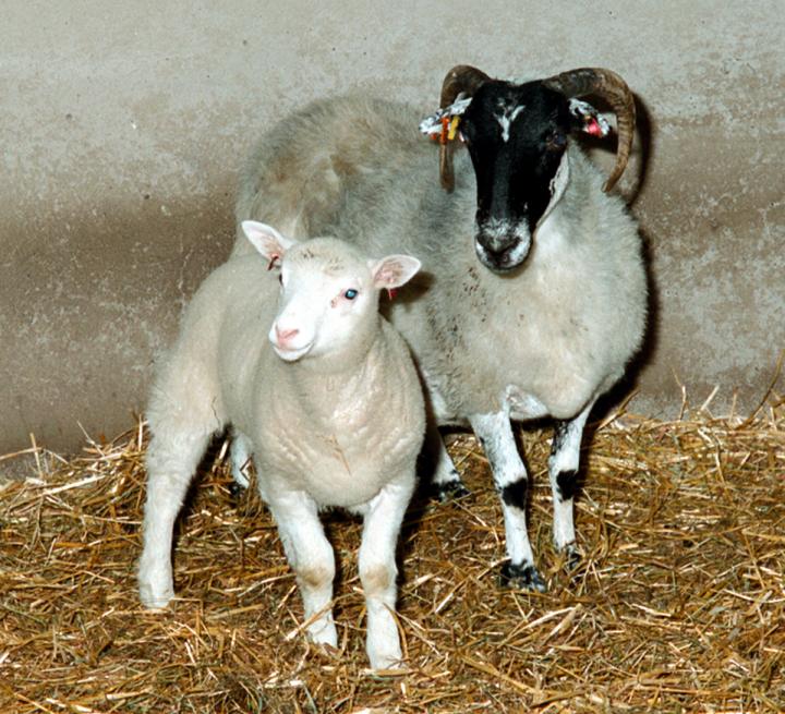 Dolly as a lamb with her Scottish Blackface surrogate mother.