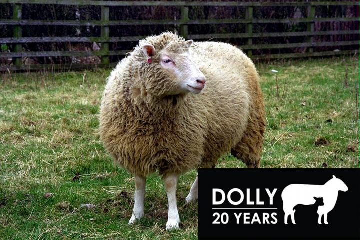 Dolly the Sheep with overlayed Dolly at 20 logo