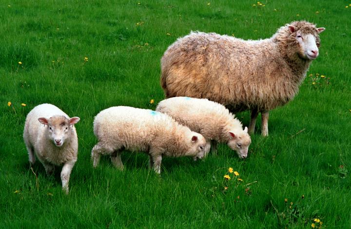 Dolly with her triplets; Lucy, Darcy and Cotton.