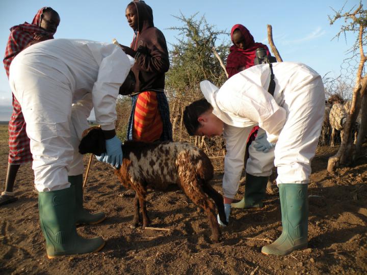 Dr Tito Kibona and Dr Ellen Hughes conducting a neurological examination on a sheep. Photo: Kathryn Allan