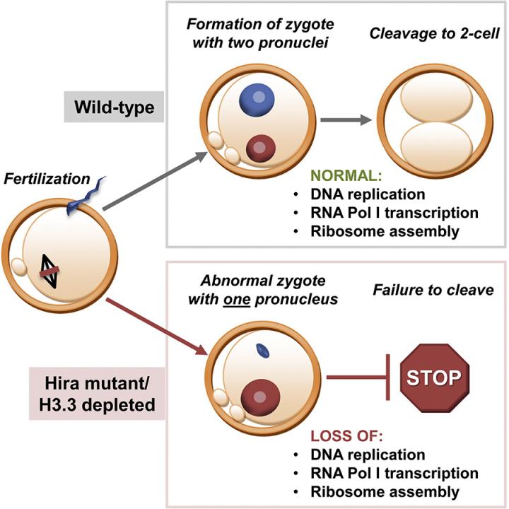 Histone variant H3.3 and transcription of ribosomal RNAs have pivotal roles on fertilization