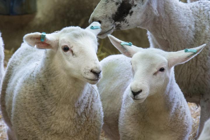 A photograph of gene-edited sheep, they look like regular sheep, that have been used to test a new treatment for Batten disease.