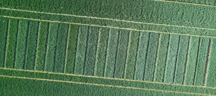Crop trials plots viewed from UAV