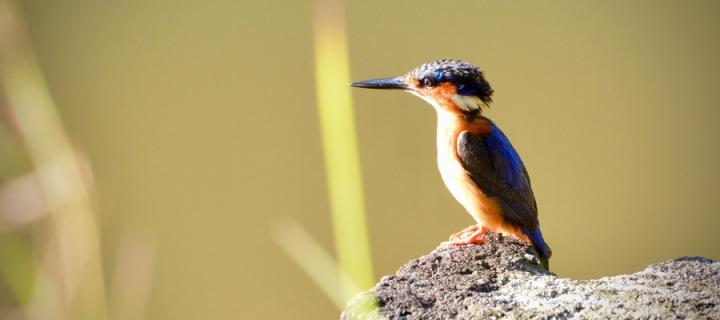 Kingfisher, Madagascar