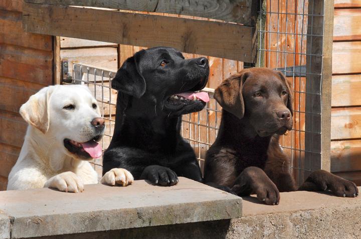 3 labradors on a wall