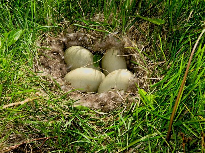 Duck eggs with nest