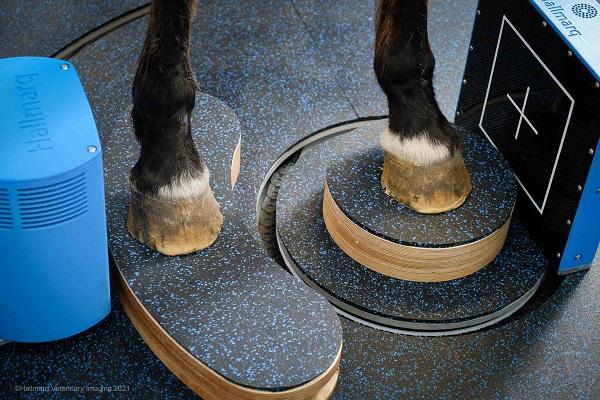 picture of front legs of horses standing in a CT scanner