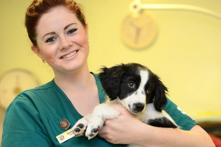 Vet nurse with puppy