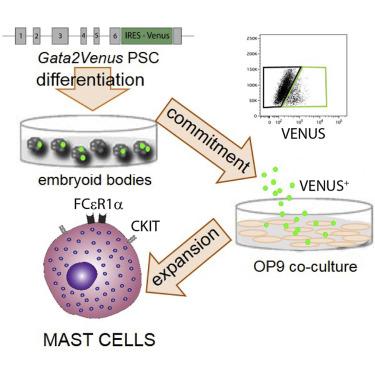 Dzierzak et al Stem Cell Reports 2018 schematic