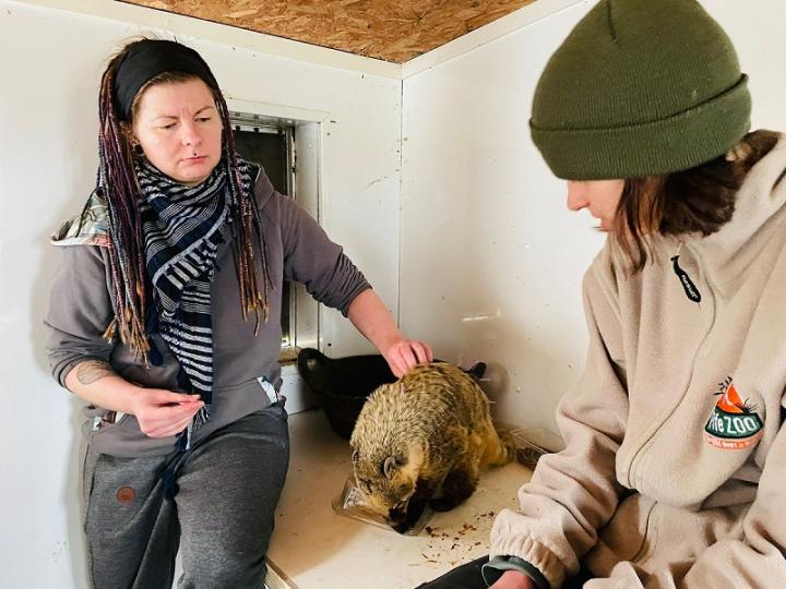 vet nurse siting next to coatimundi 