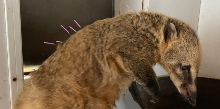 coatimundi with acupuncture needles on her spine