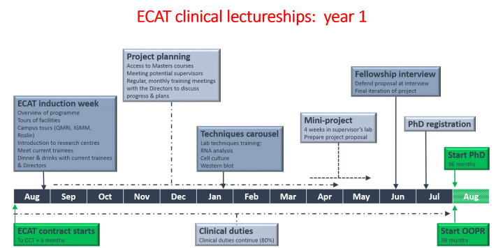 Diagram showing first year of ECAT clinical lectureships