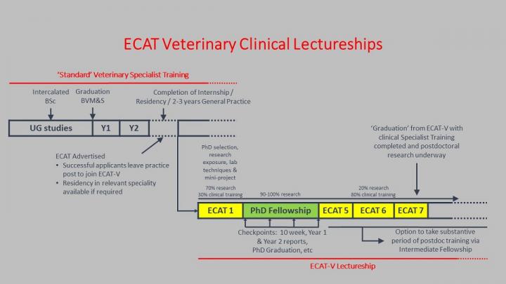 Diagram showing the course of an ECAT veterinary clinical lectureship