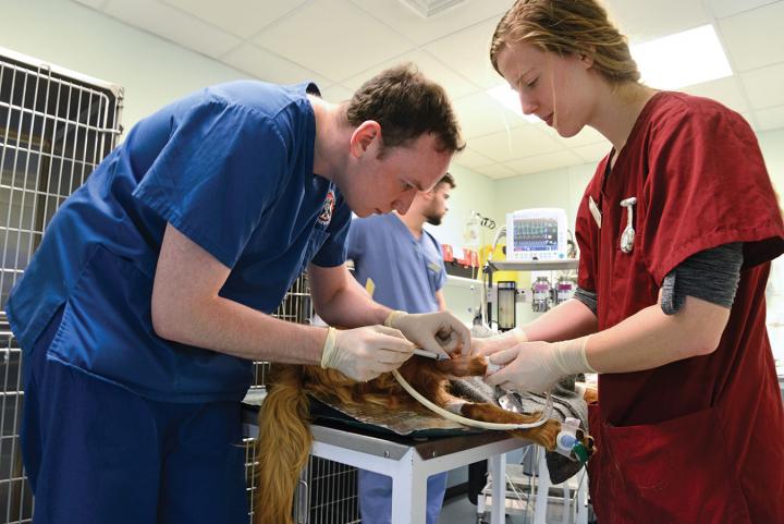 Vets taking a blood sample from a dog